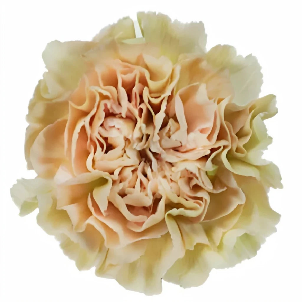 Lege Marron Carnations - alternative 2