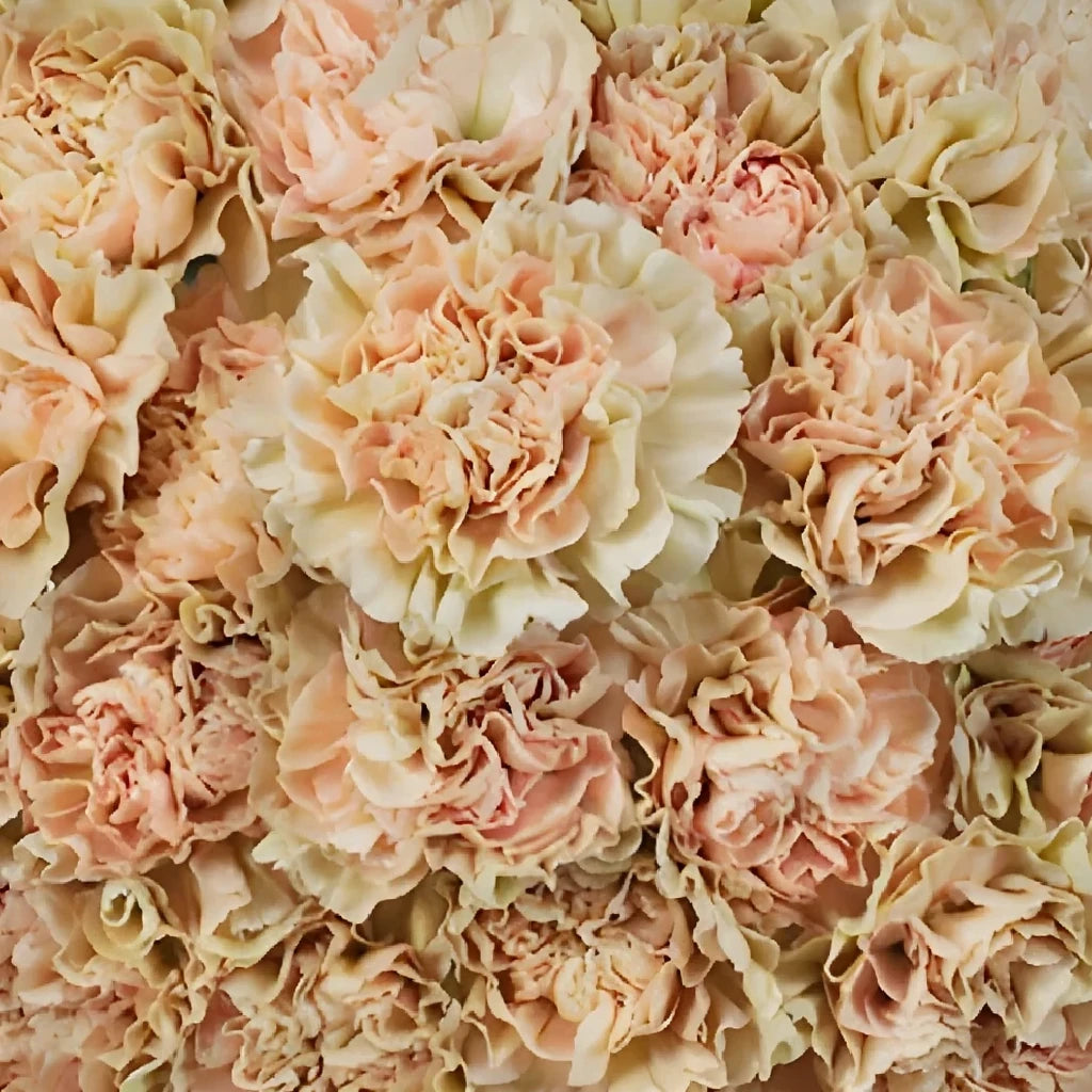 Lege Marron Carnations - alternative 3