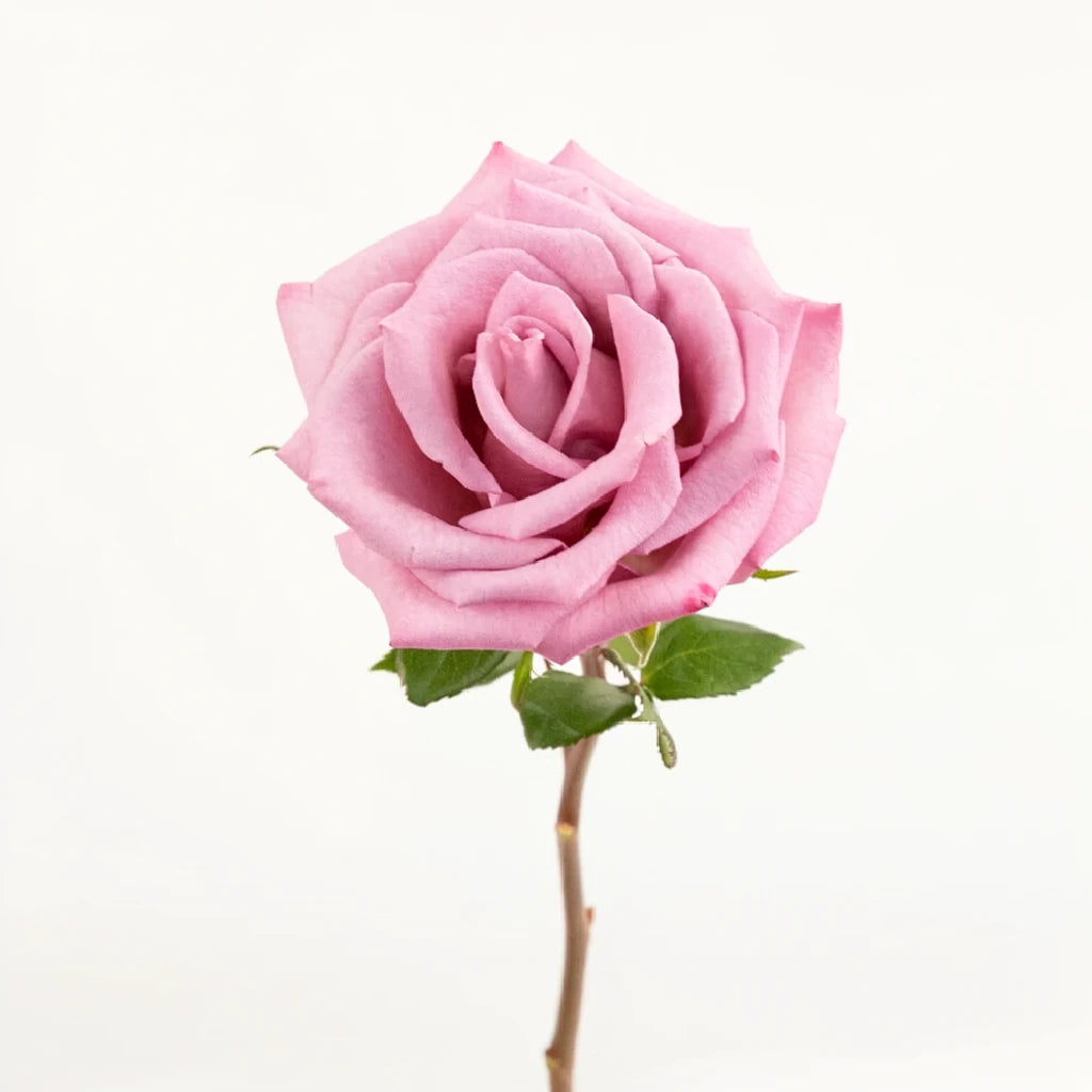 Moody Blues Roses Standard - alternative 2
