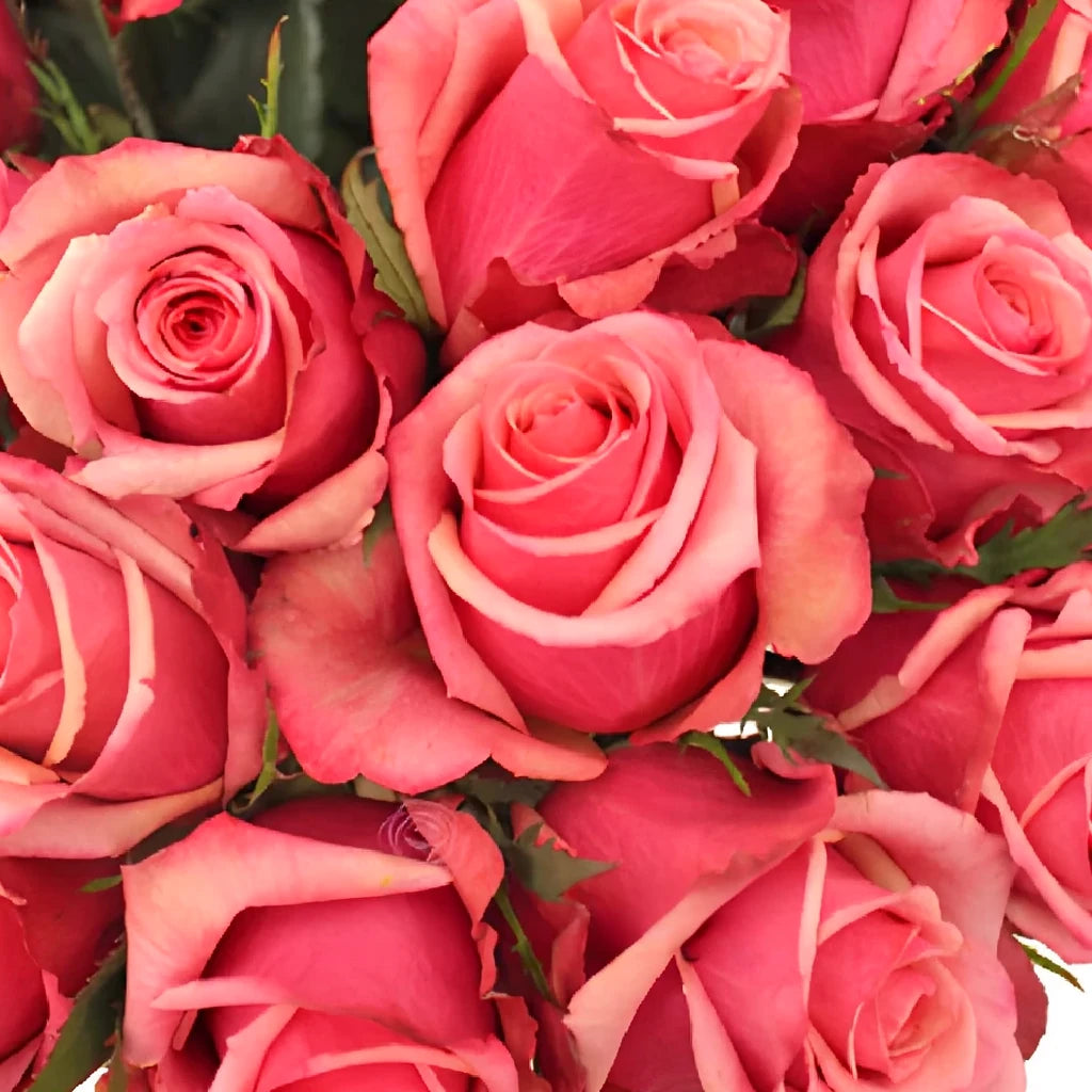 Murano Roses Standard - alternative 1