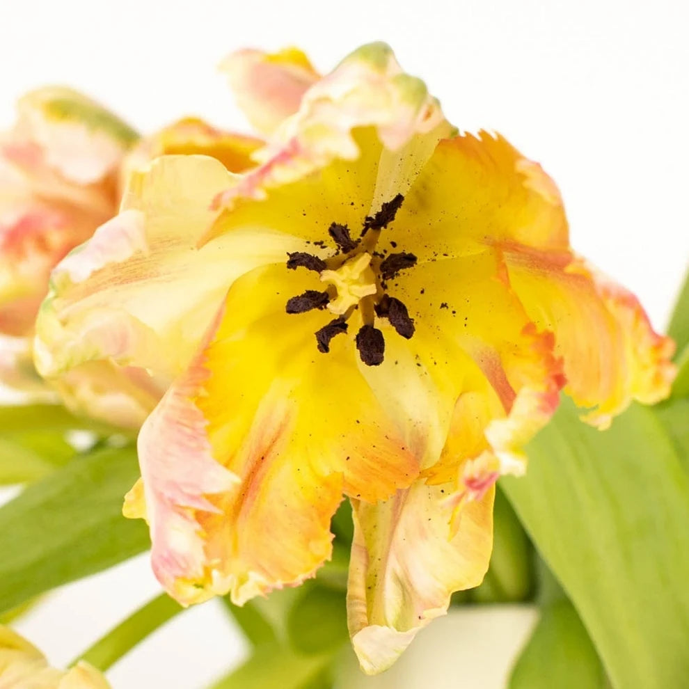 Apricot Tulips Parrot - alternative 2