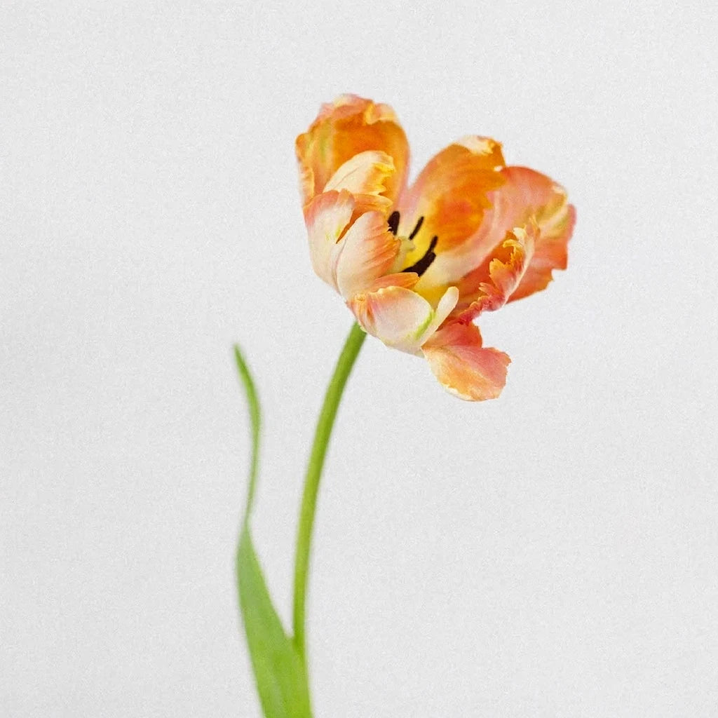 Apricot Tulips Parrot - main