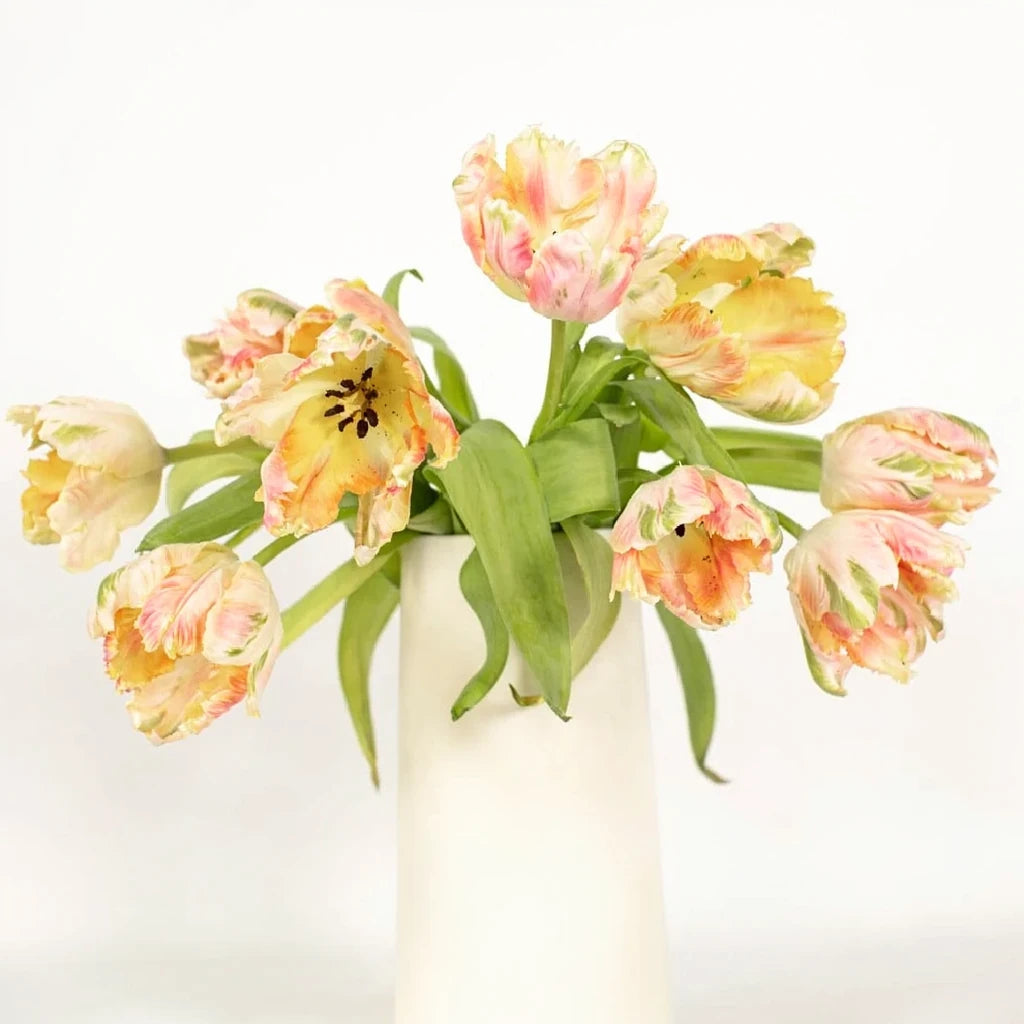 Apricot Tulips Parrot - alternative 1