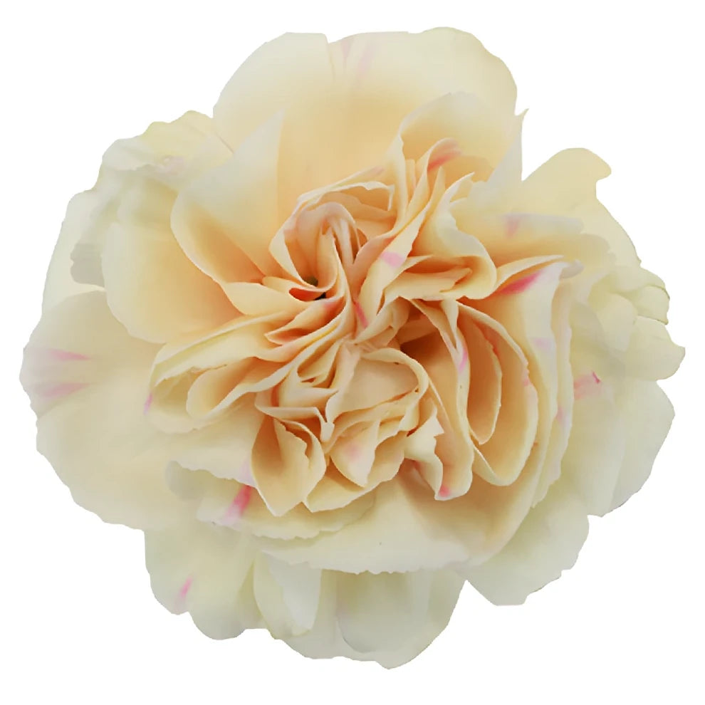 Apple Tea Carnations - alternative 1