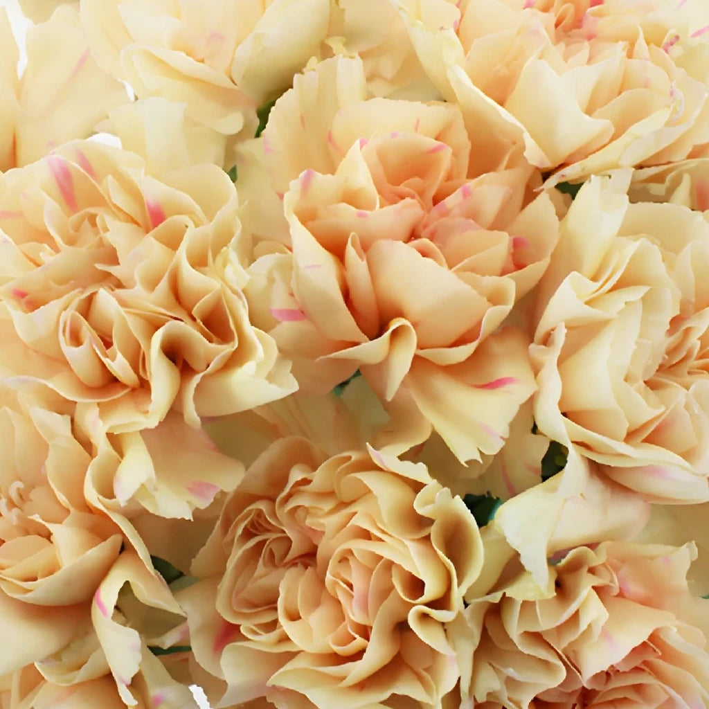 Apple Tea Carnations - main