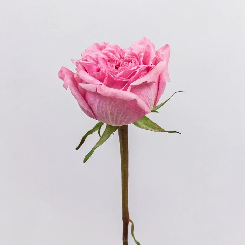 Art Deco Roses Standard - alternative 1