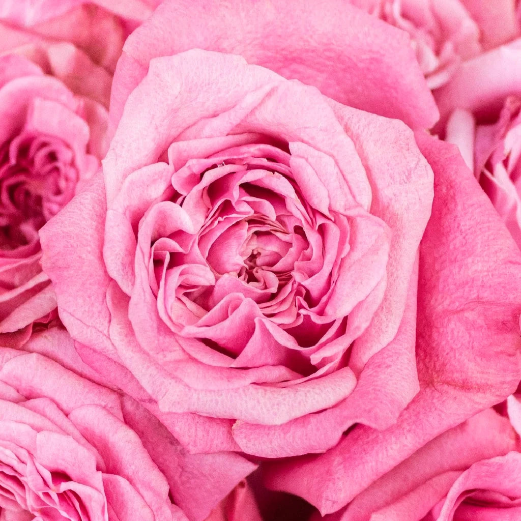 Art Deco Roses Standard - main