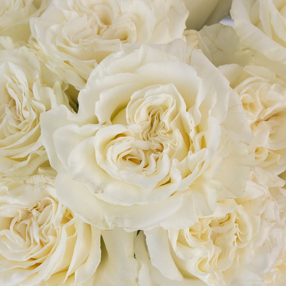 Aspen Roses Standard - main