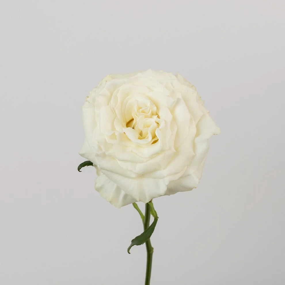 Aspen Roses Standard - alternative 1