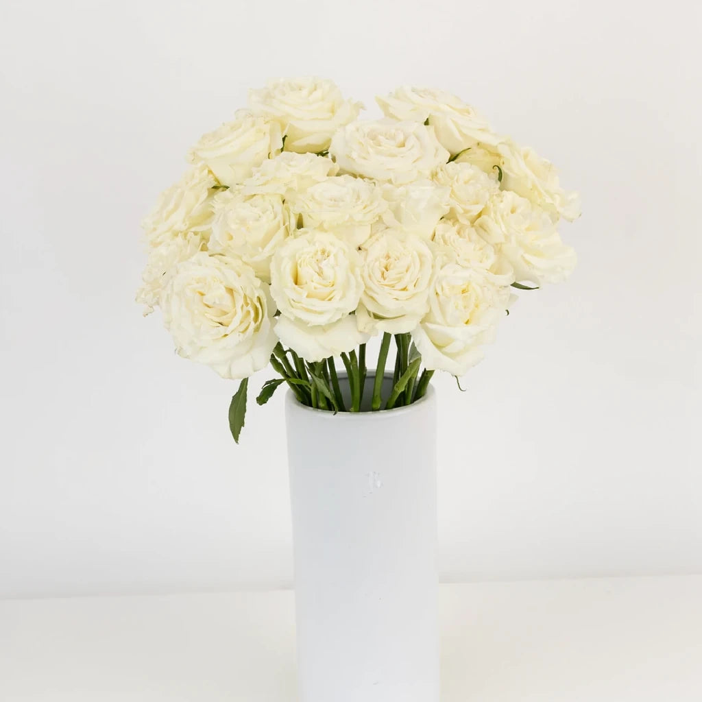 Aspen Roses Standard - alternative 2