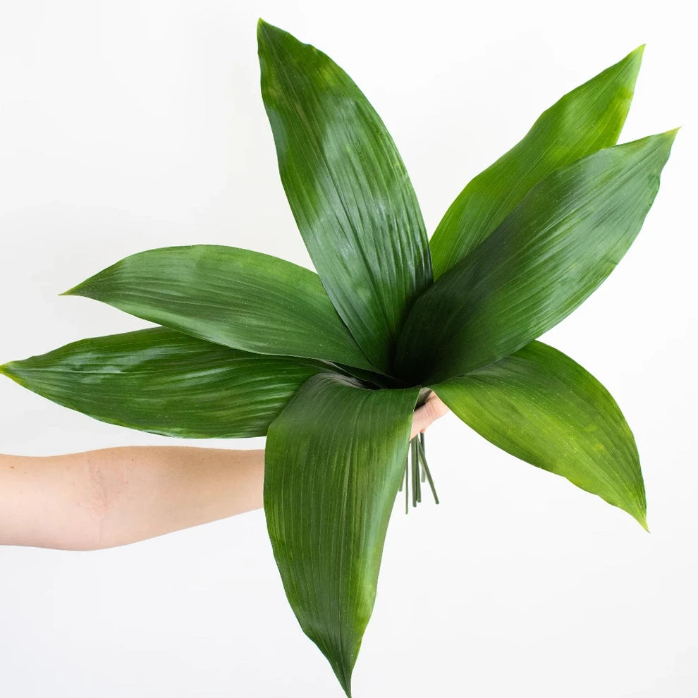 Aspidistra Greenery - alternative 3