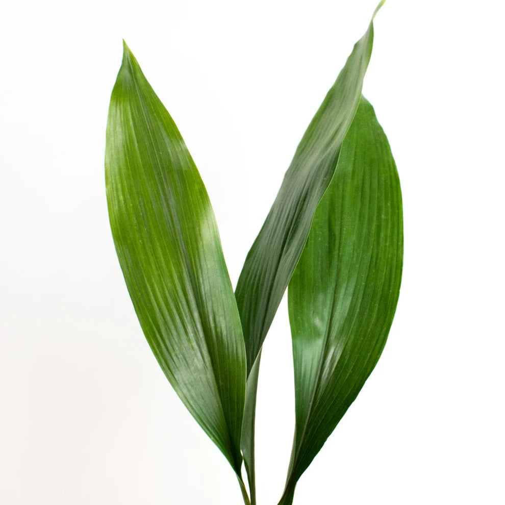 Aspidistra Greenery - alternative 1