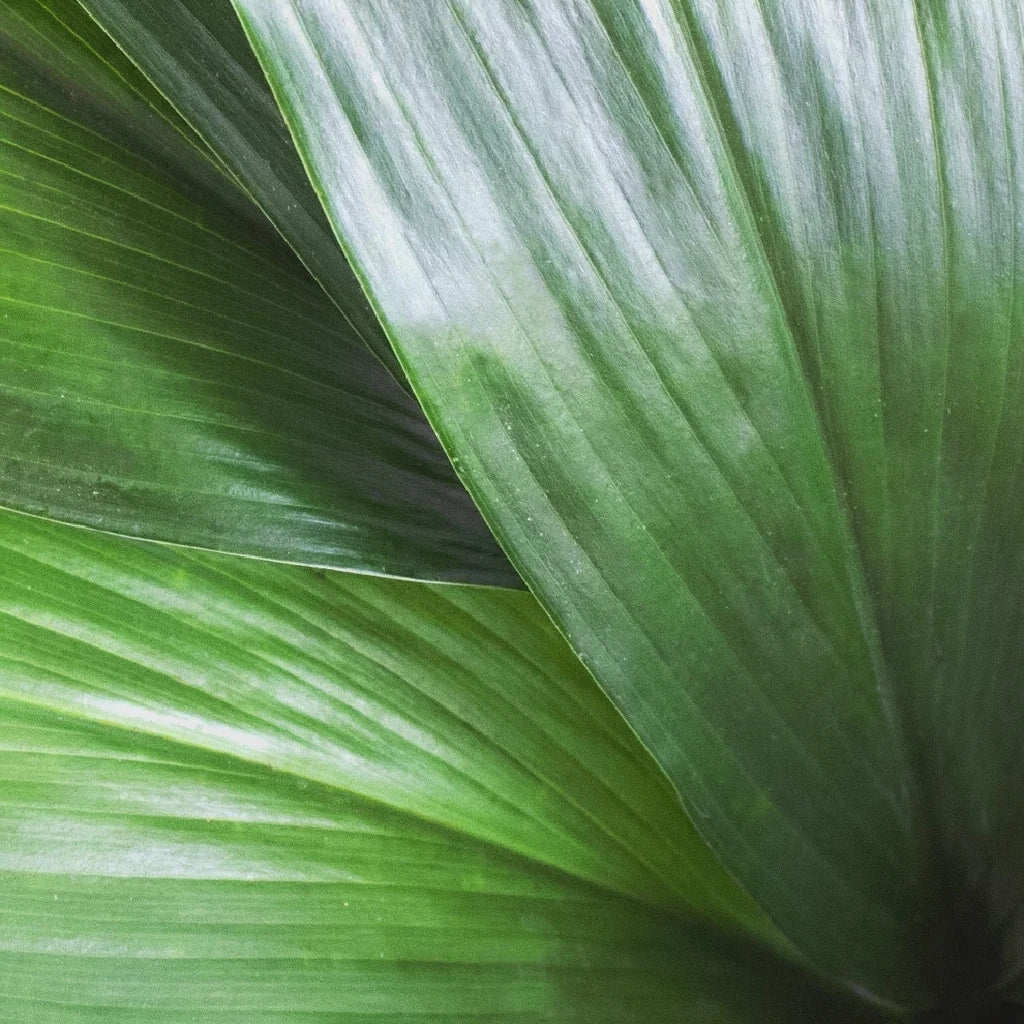 Aspidistra Greenery - main