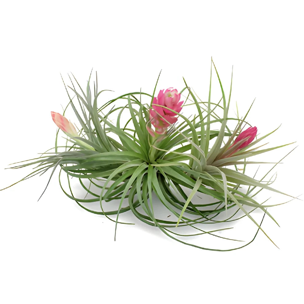 Assorted Airplants - main