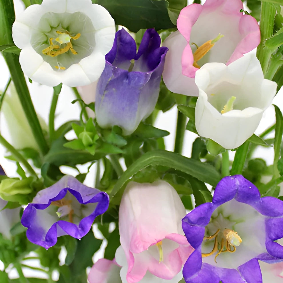 Assorted Campanulas - main
