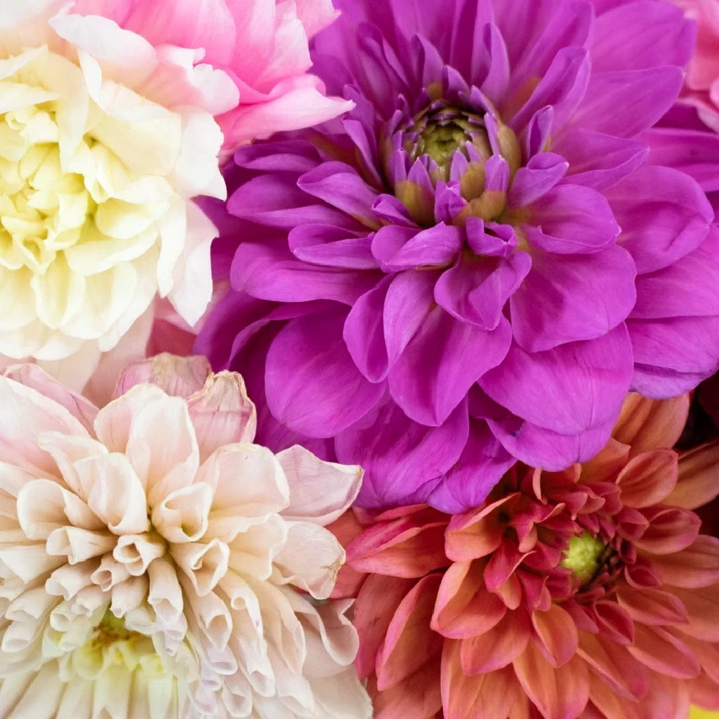Assorted Dahlias - main