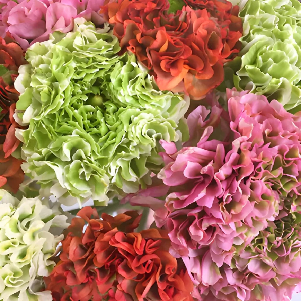 Pon pon Ranunculus - Assorted - alternative 1