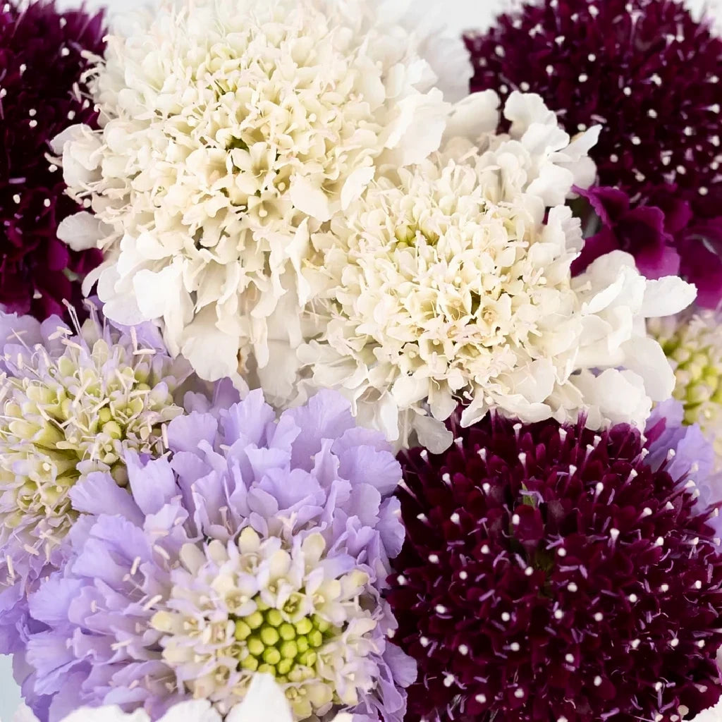 Assorted Scabiosa - alternative 2