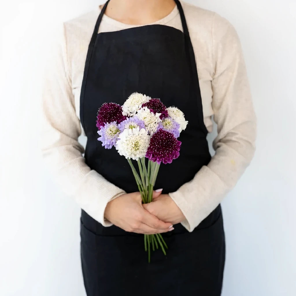 Assorted Scabiosa - main