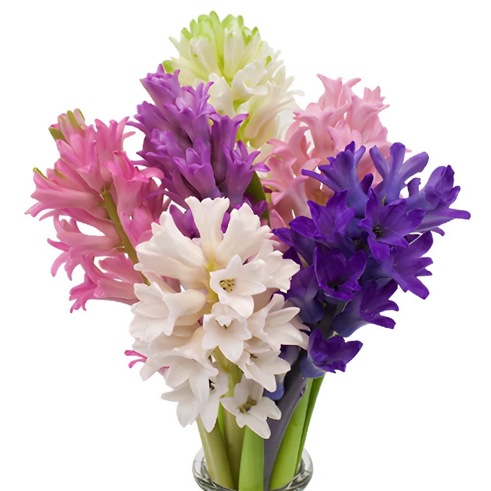 Assorted Hyacinth - main