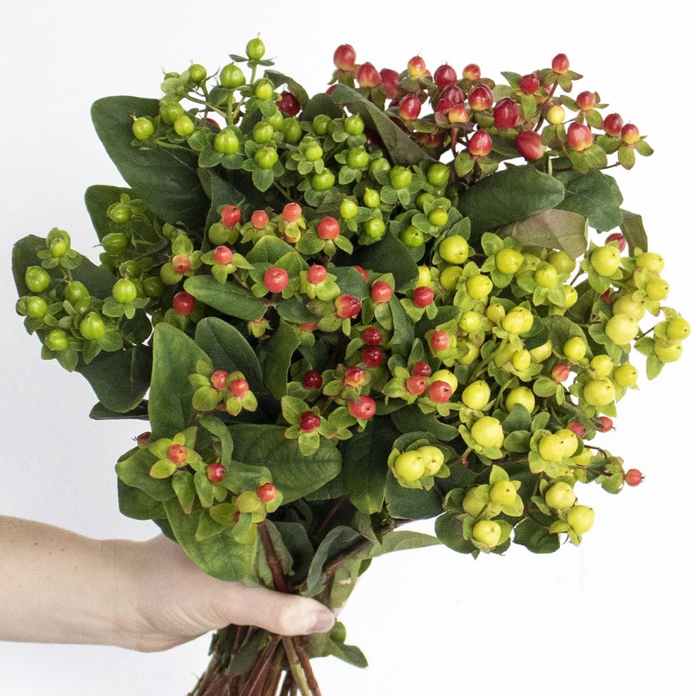 Hypericum Assorted Berries - alternative 3