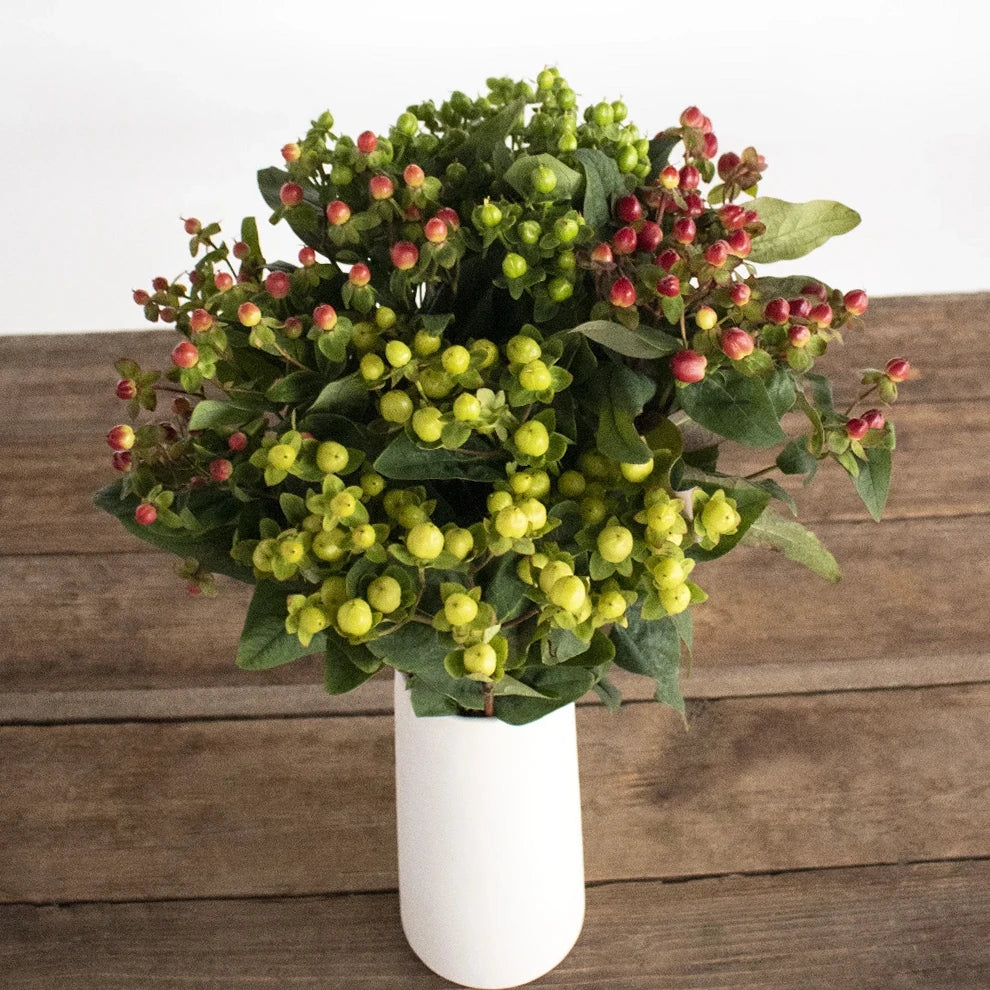 Hypericum Assorted Berries - main