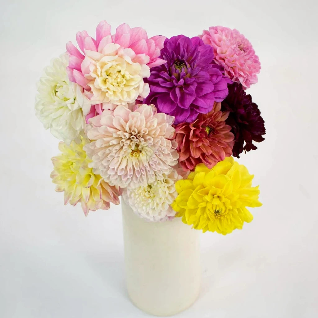 Assorted Dahlias - alternative 1