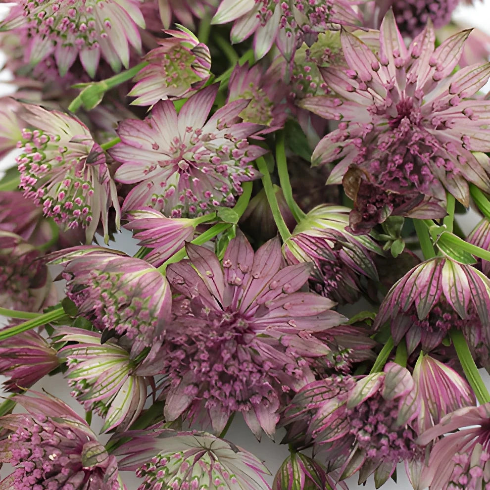 Purple Astrantia - alternative 1