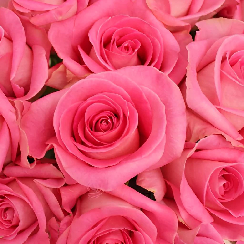 Attache Roses Standard - alternative 1