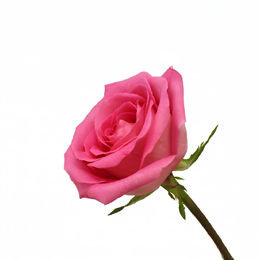 Attache Roses Standard - alternative 3