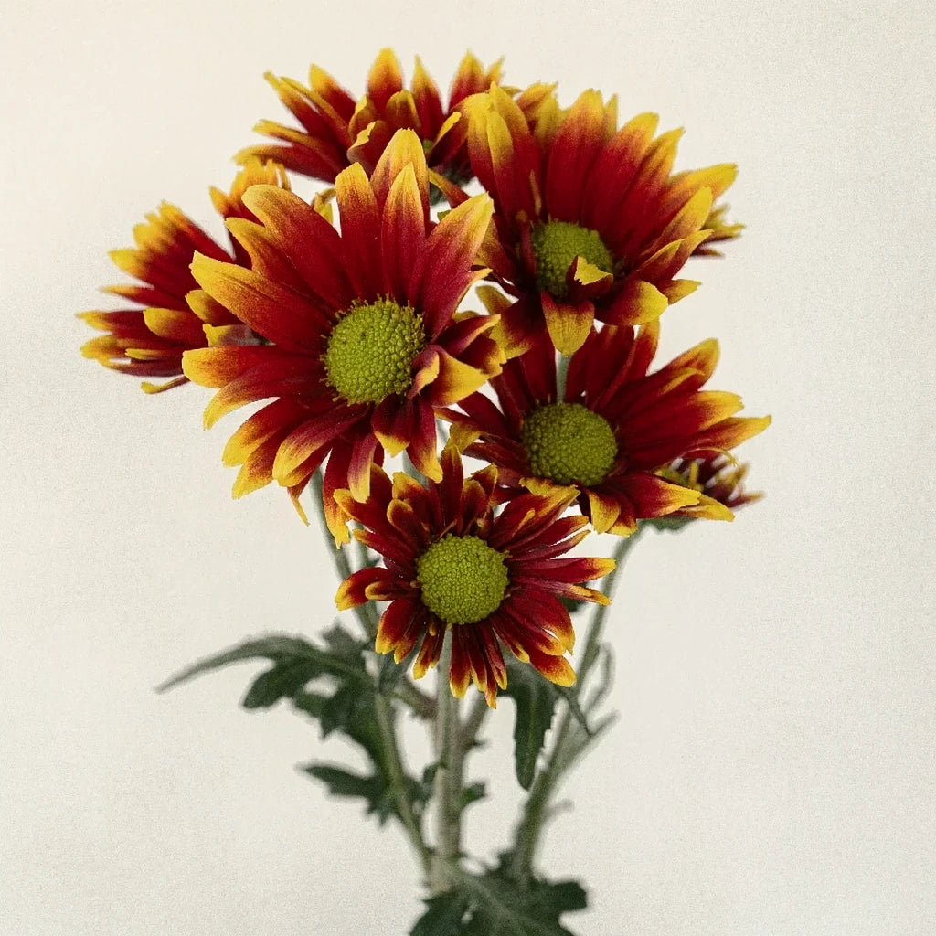 Kadanz Pom Daisy - main