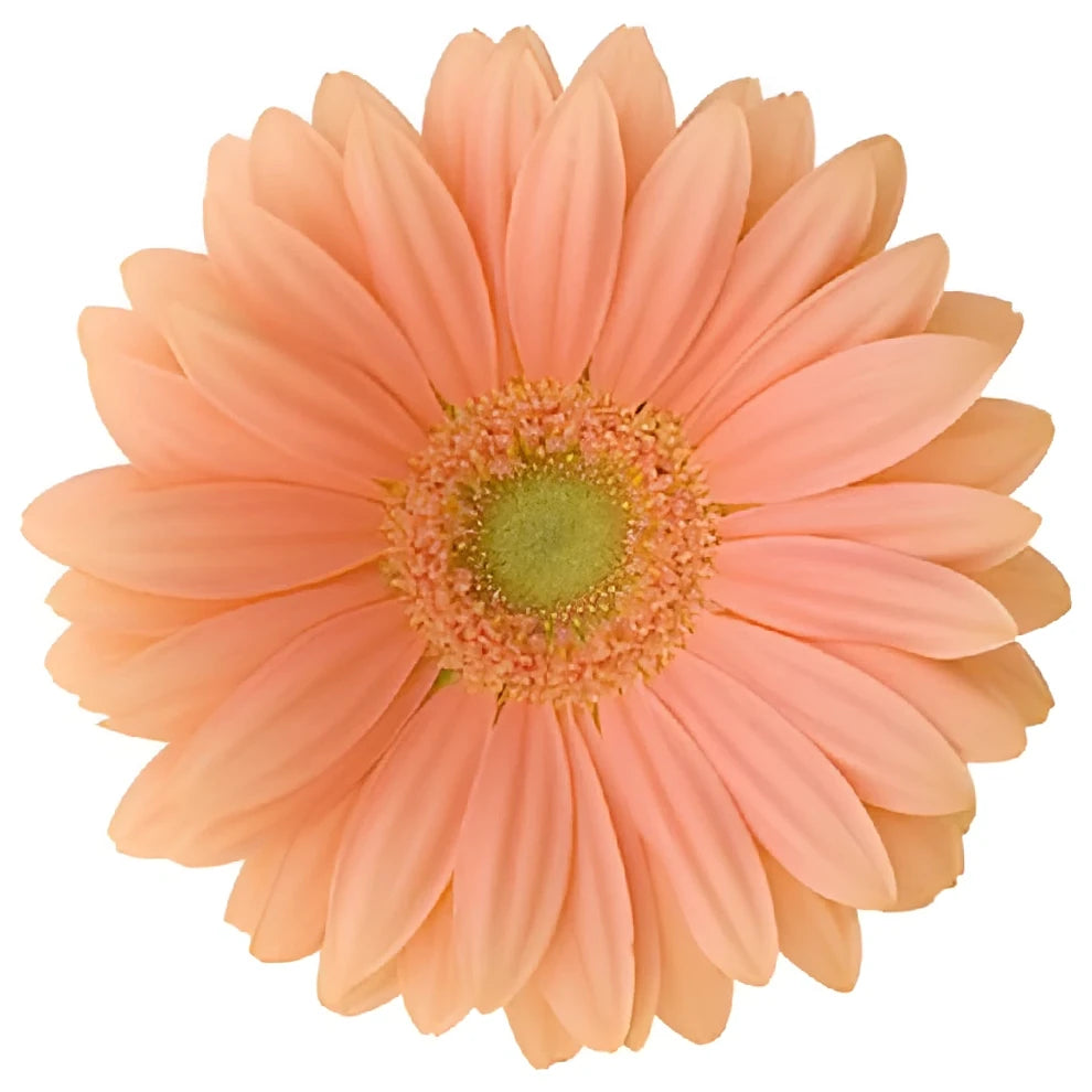 Coral Gerberas - main