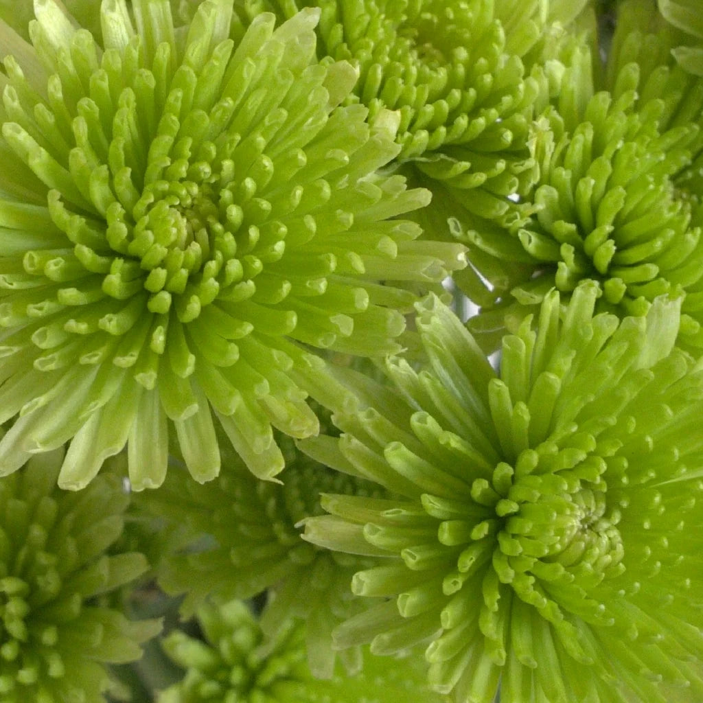 Athos Pom Button - alternative 2