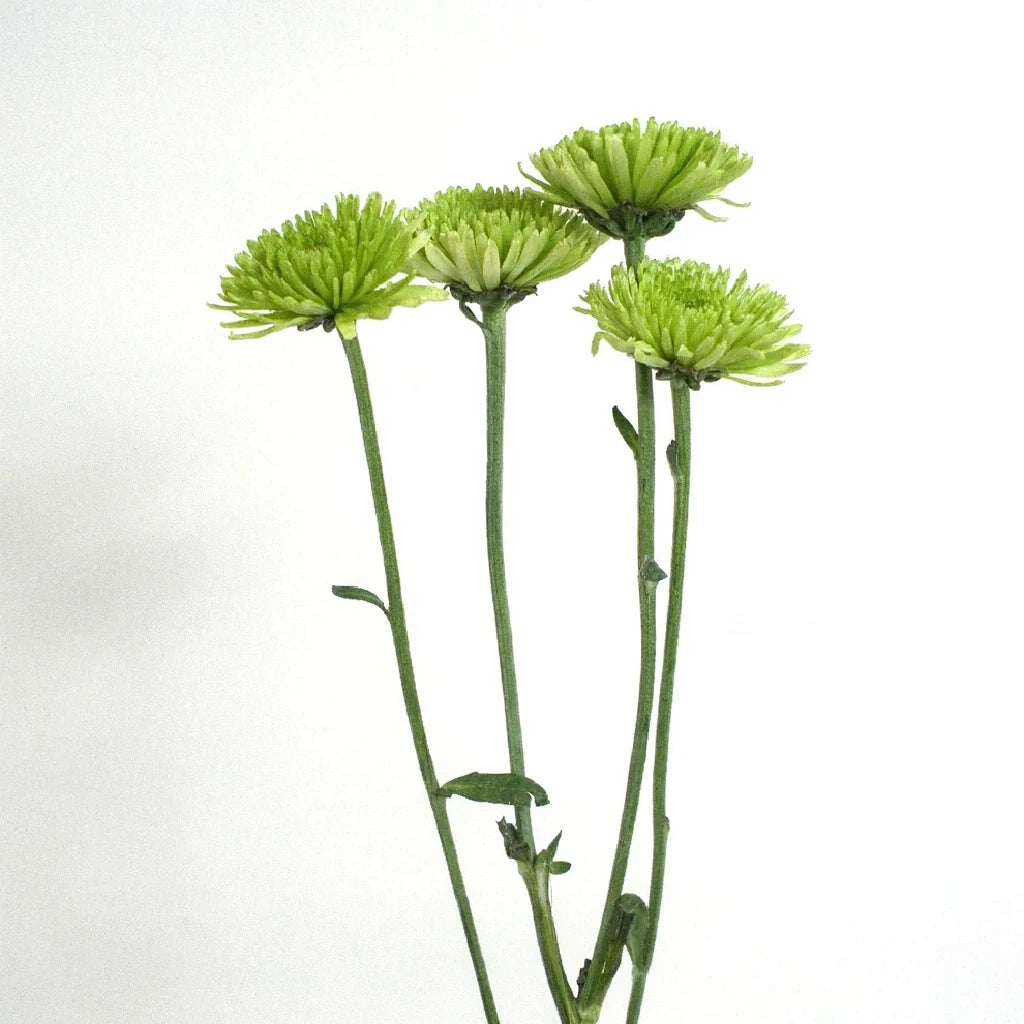 Athos Pom Button - main