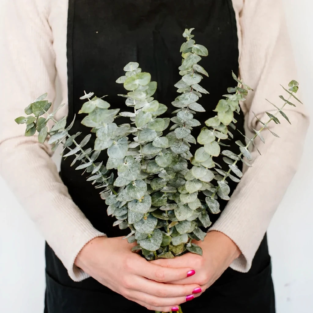 Eucalyptus Baby Blue Greenery - alternative 2