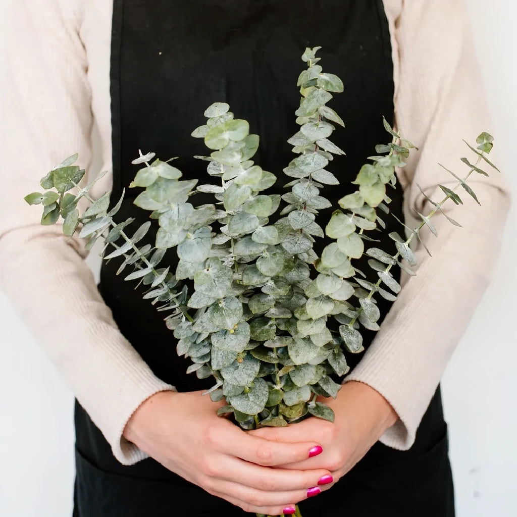 Eucalyptus Baby Greenery - main