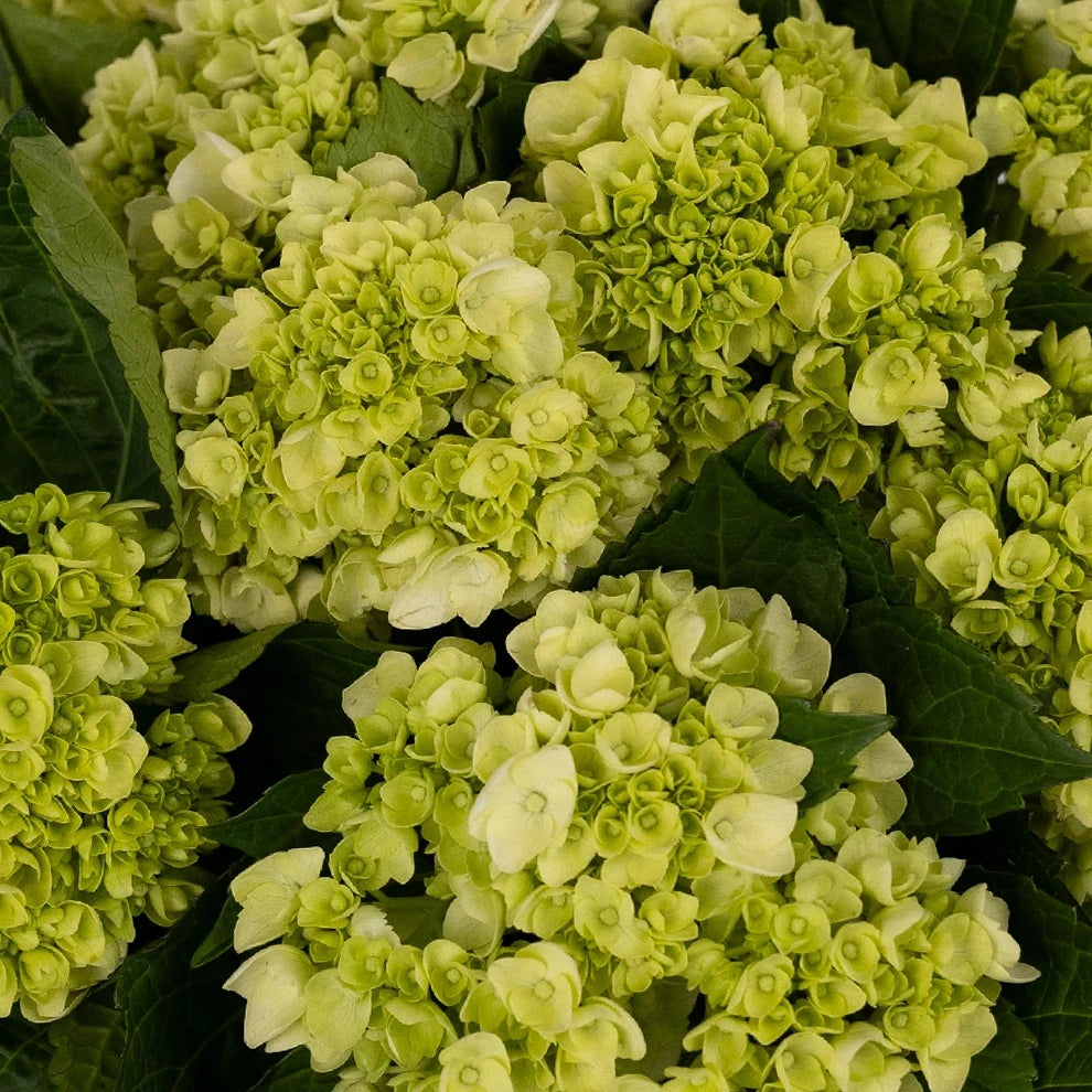 Green Hydrangeas Mini - alternative 1