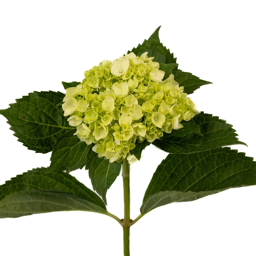 Green Hydrangeas Mini - alternative 2