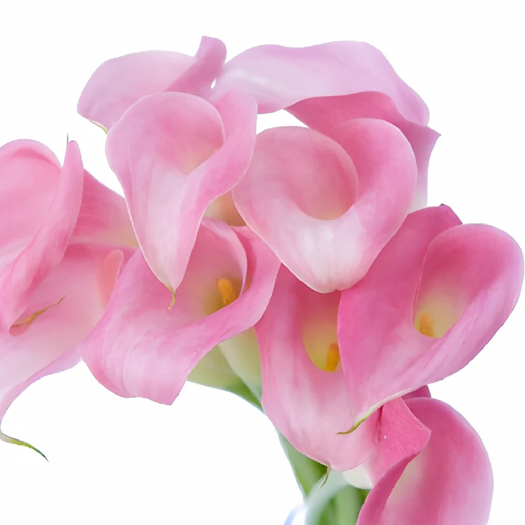 Pink Calla Lily Mini - alternative 6