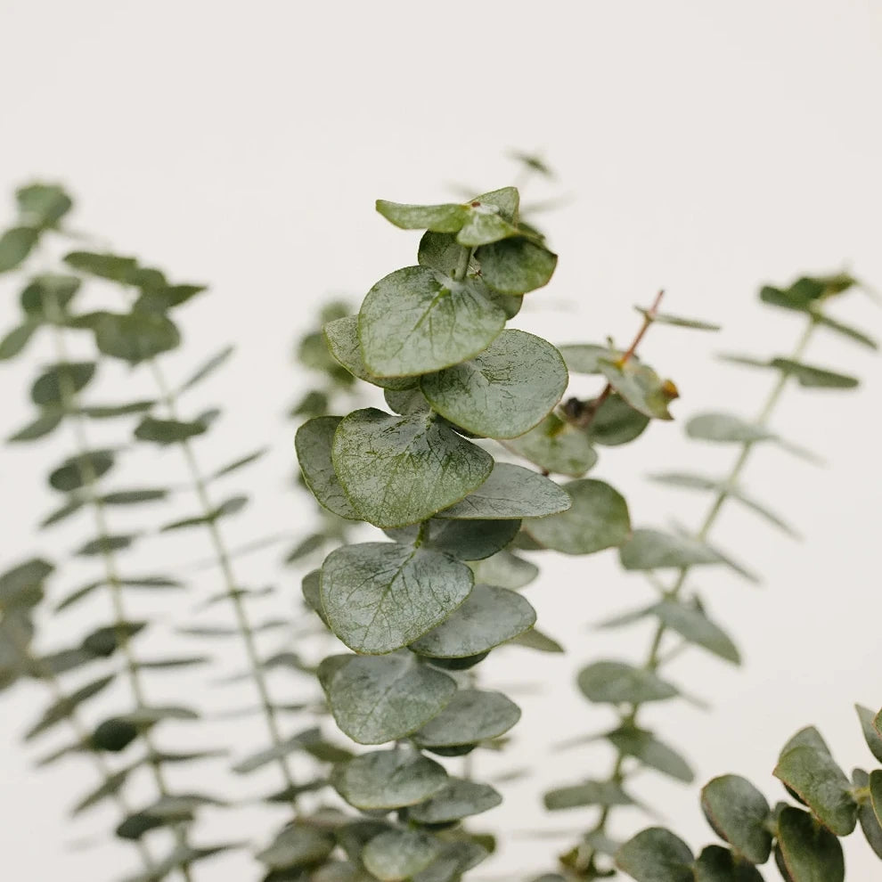 Eucalyptus Baby Blue Greenery - alternative 3