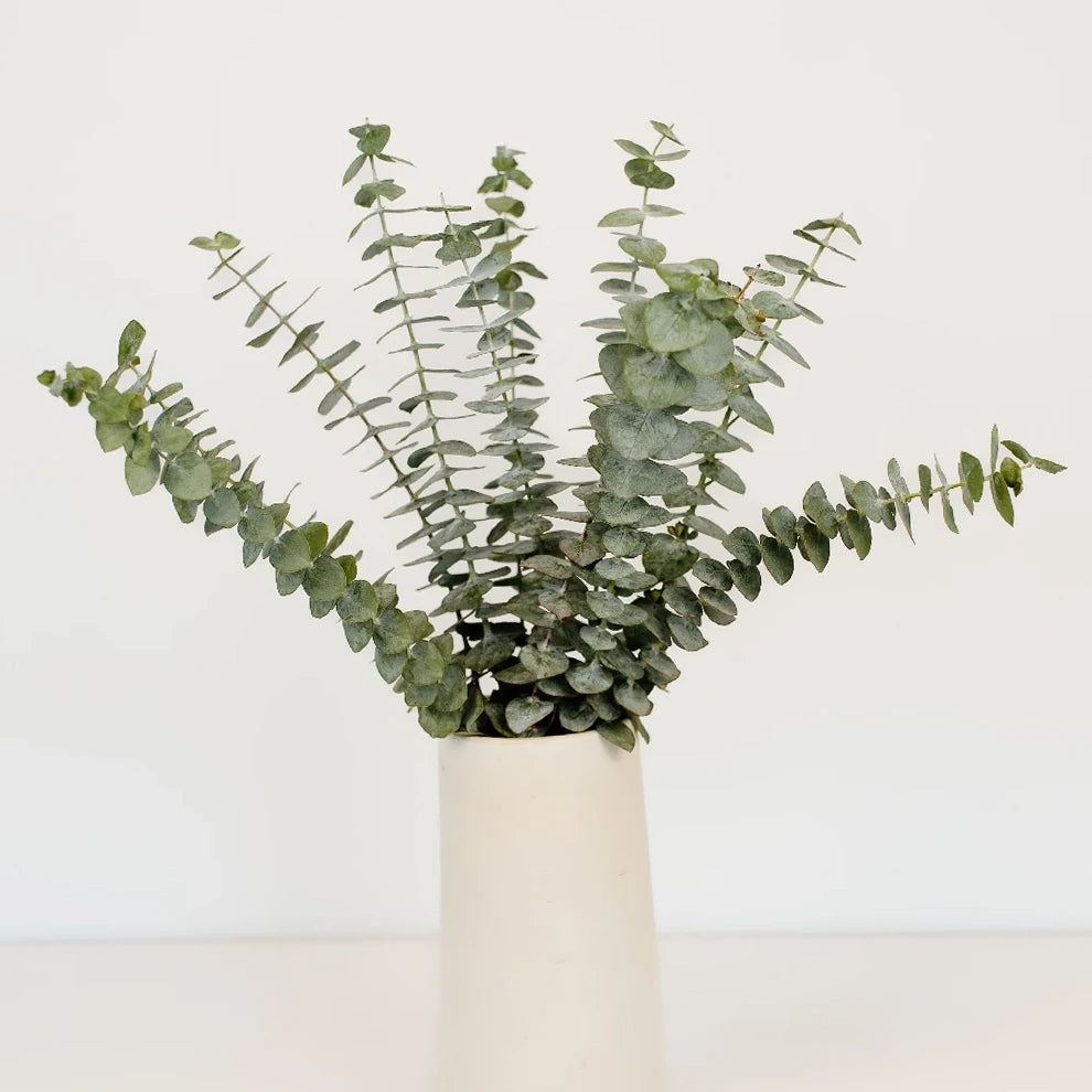 Eucalyptus Baby Greenery - alternative 1