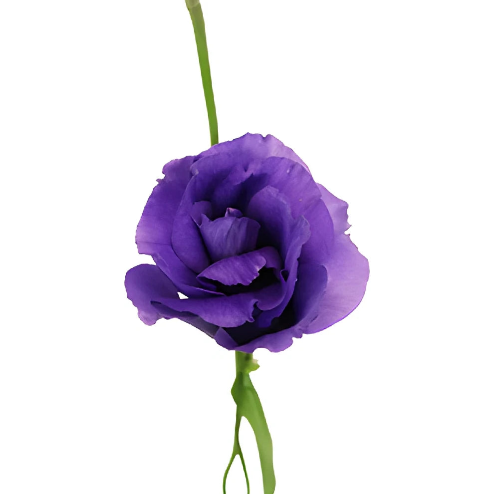 Purple Lisianthus - alternative 2