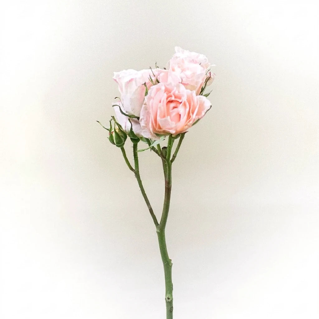 Bali Roses Spray - alternative 3