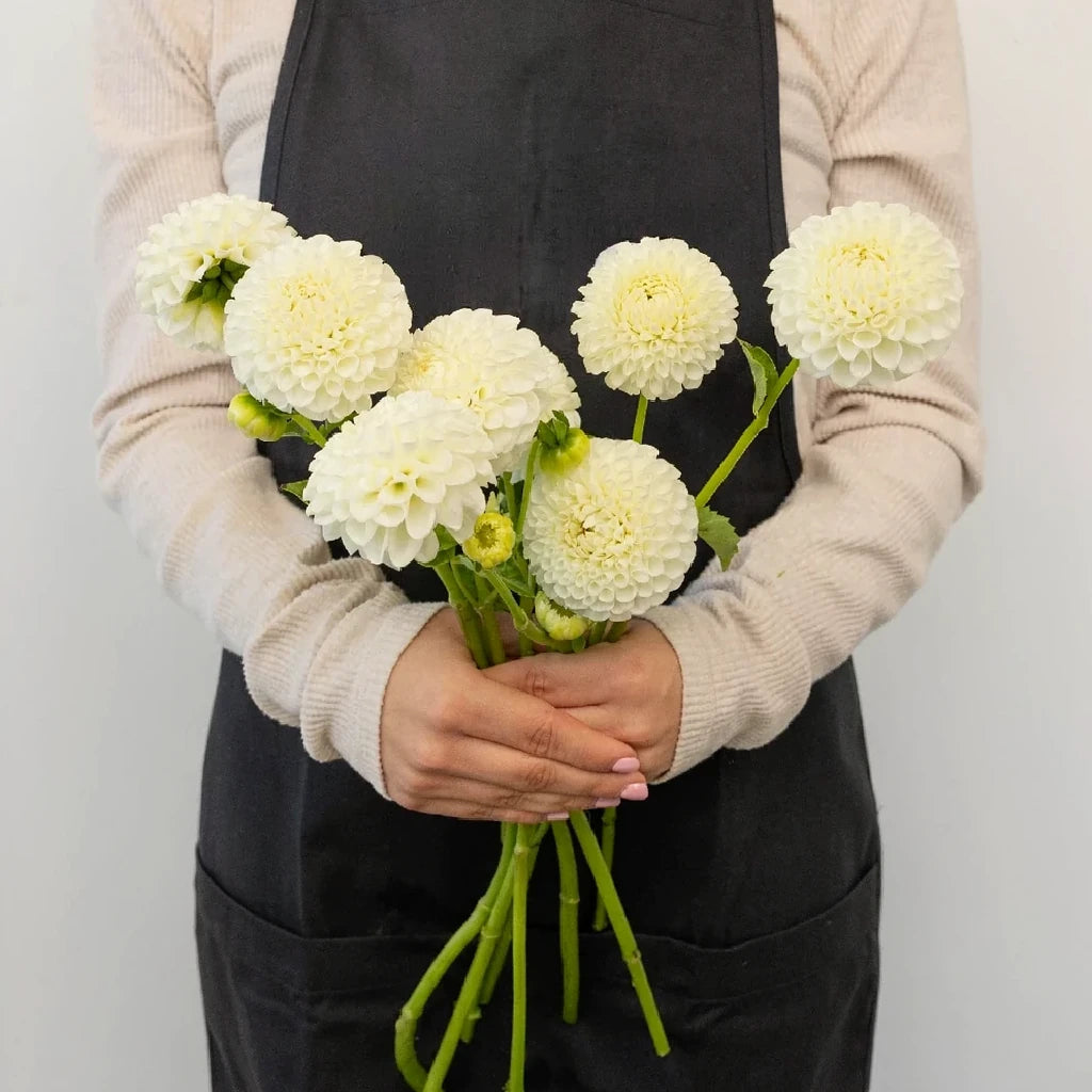 White Dahlias - alternative 1