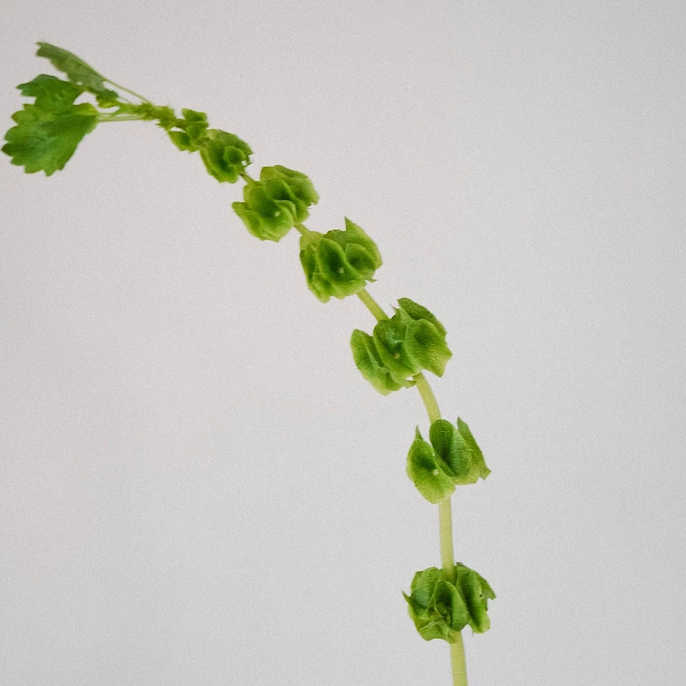 Green Molucella Bells of Ireland - alternative 1