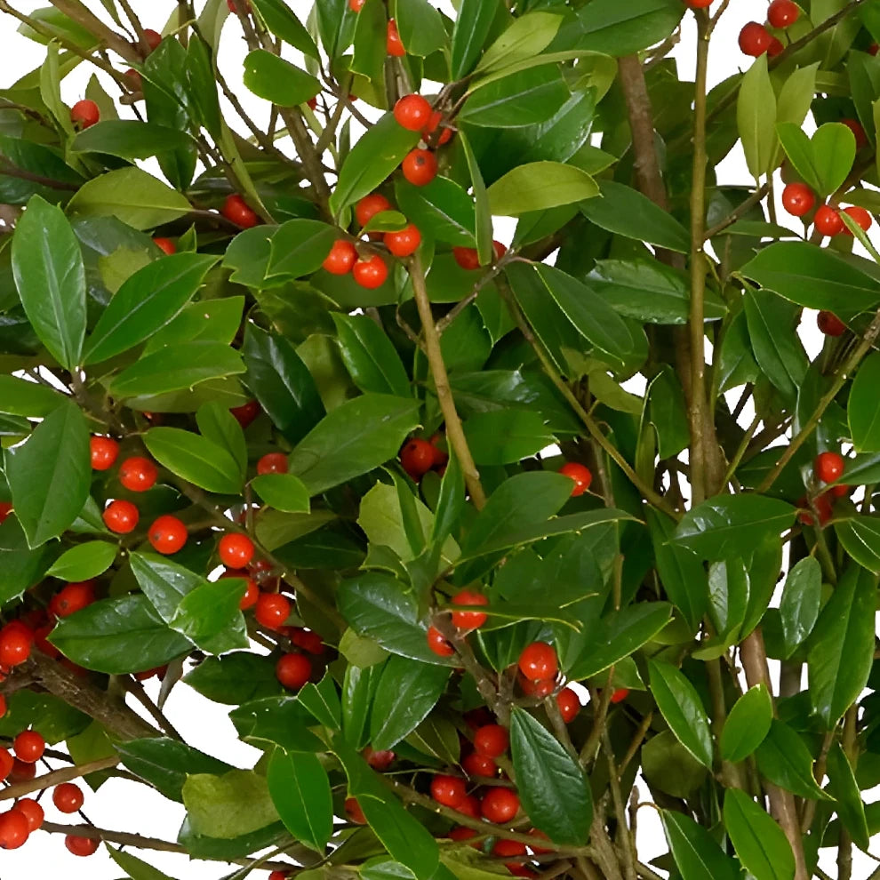 St. Augustine Holly Greenery - alternative 1