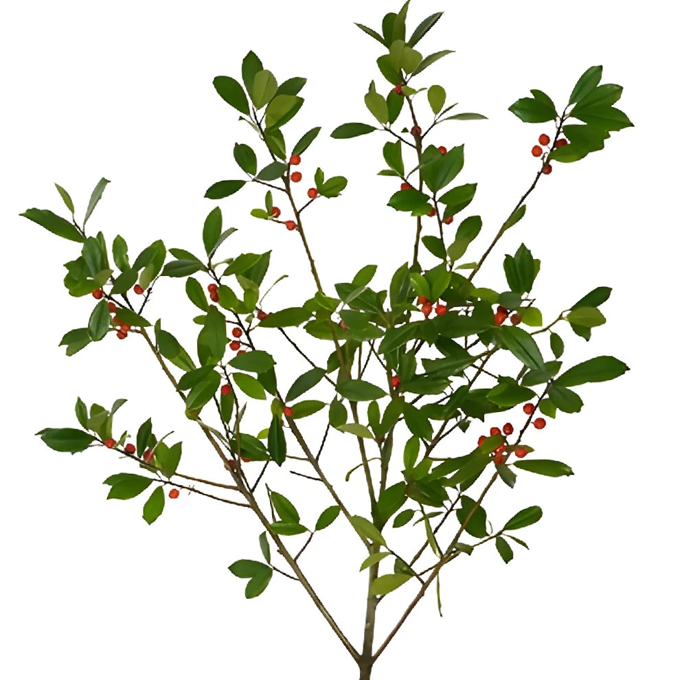 St. Augustine Holly Greenery - alternative 2