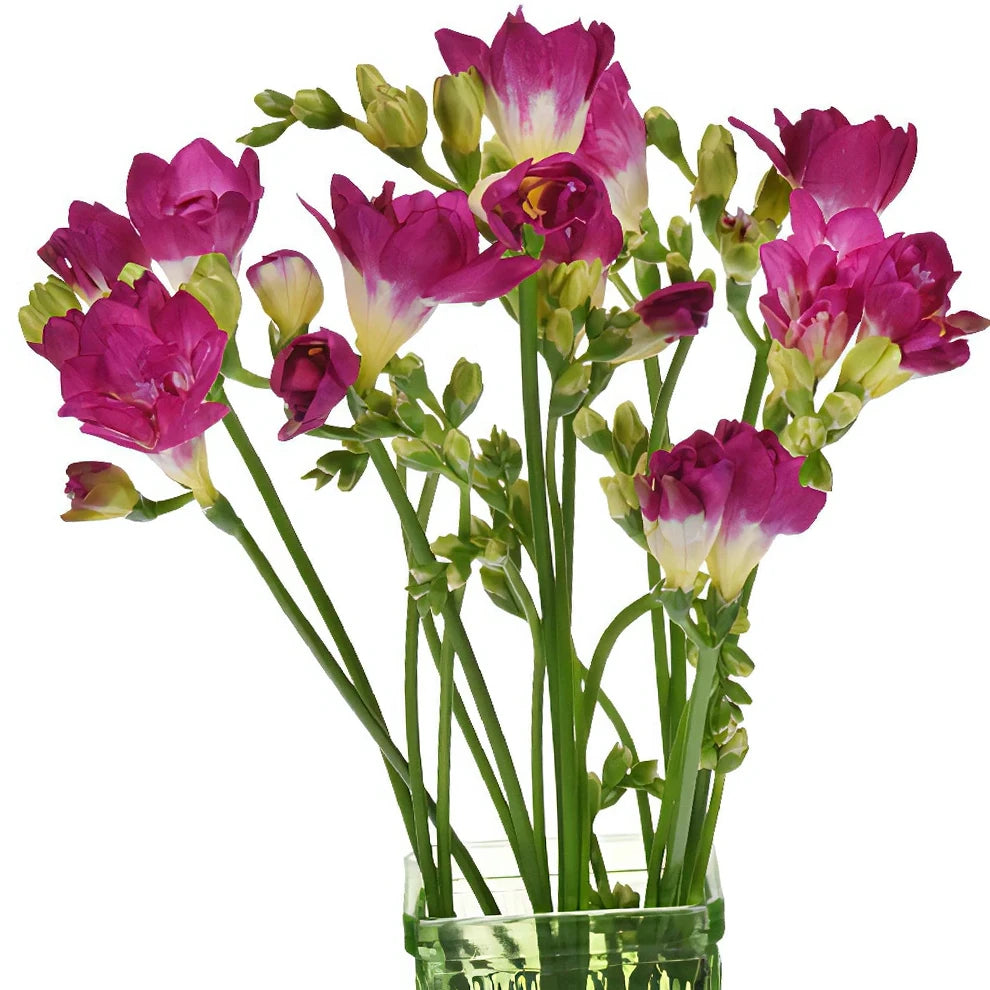 Pink Freesia - alternative 1