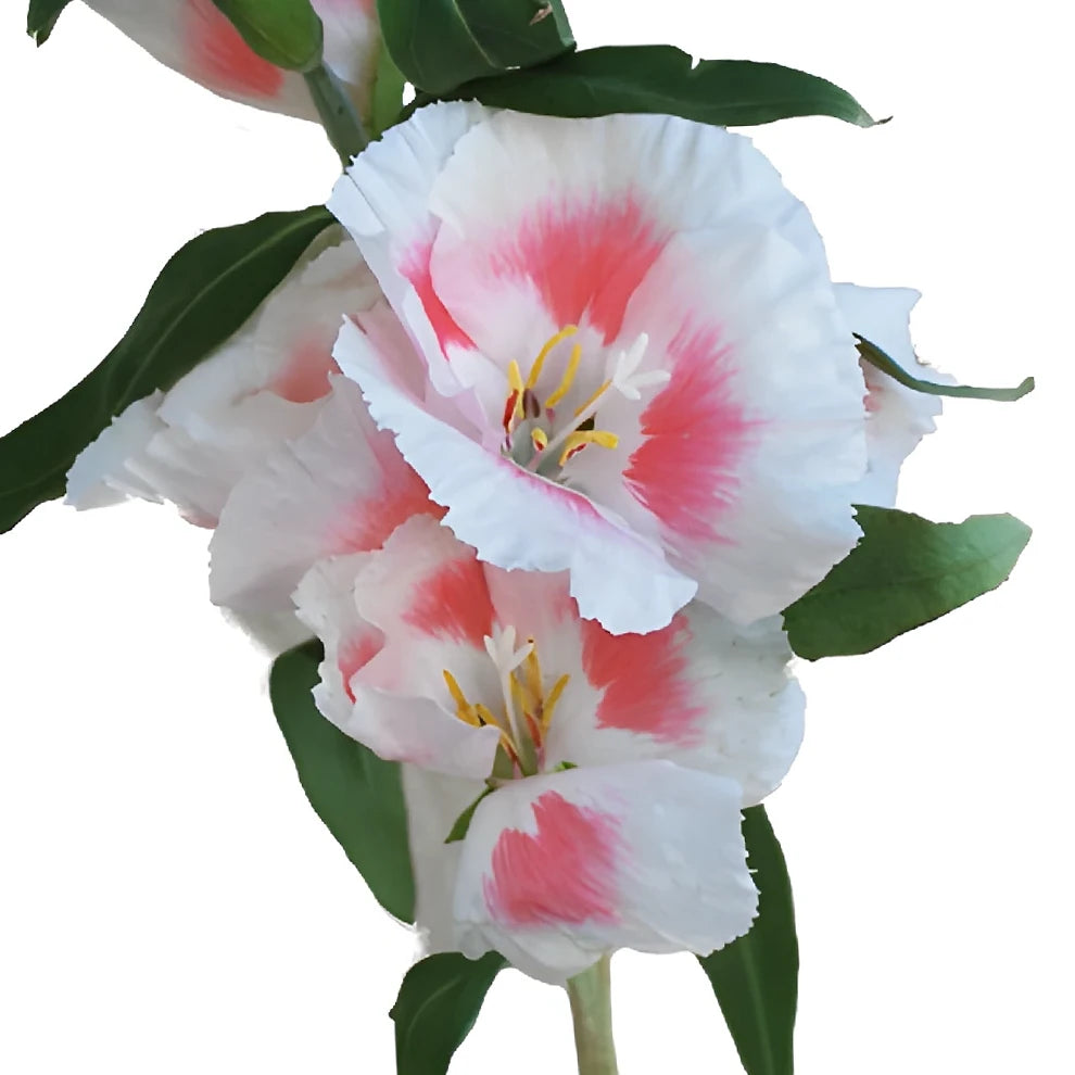 Bicolor White & PInk Godetia - main