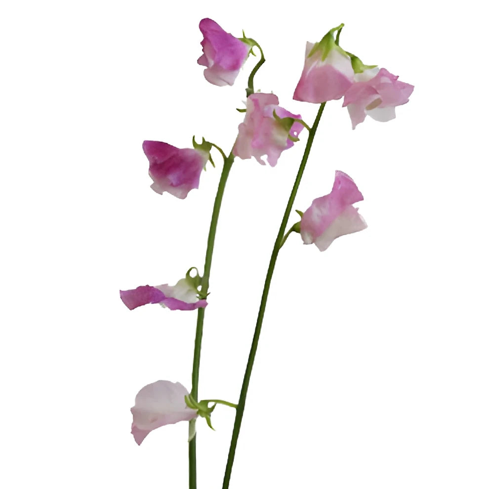 Bicolor White & Pink Sweet Peas - main